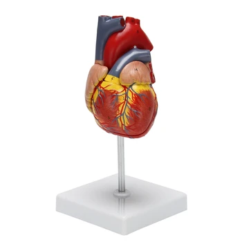 Моделът на човешкото Сърце е 1: 1, Анатомично Точно Модел Сърцето Анатомия на Човешкия Скелет В Реален Размер За Показване В Клас по Природни Науки